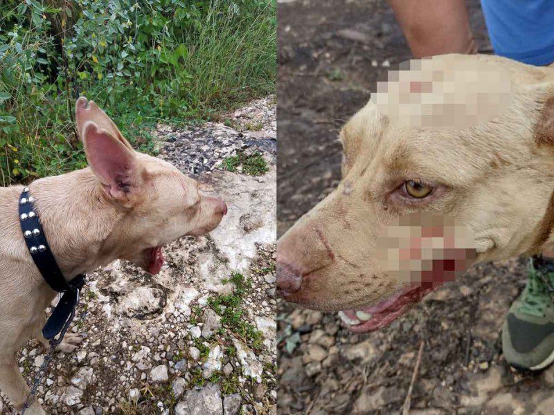 Perrita heroína en Mérida enfrenta ladrón que se metió a su casa y casi le arranca los dedos