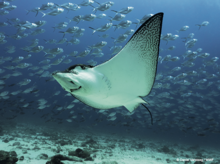 Casi el 70% de la fauna salvaje desapareció desde 1970, alerta WWF