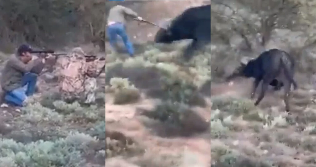 Difunden falso #VIDEO del búfalo que mató a cazador mexicano