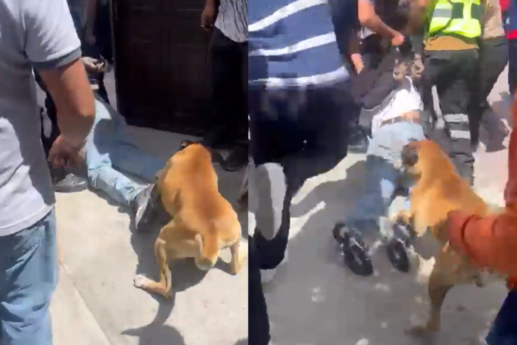 A golpes y mordidas, familia y perrito atacan a supuesto en Puebla #VIDEO