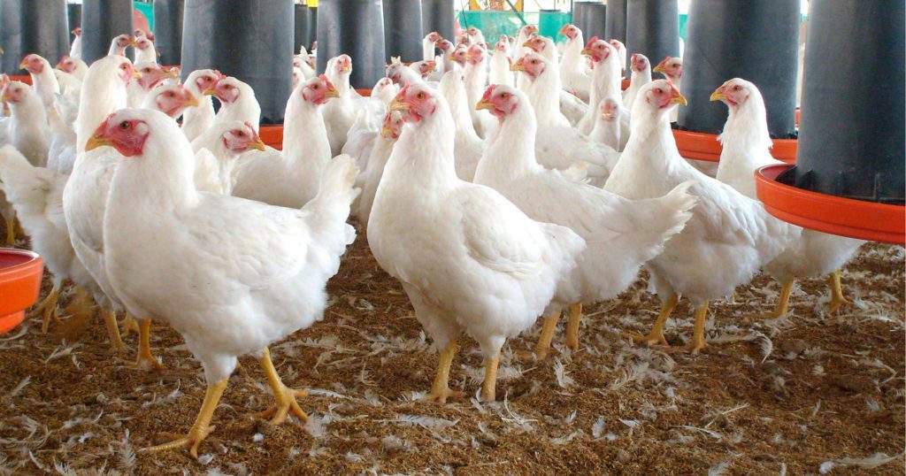 Detectan primer caso de influenza aviar AH5N1 en México