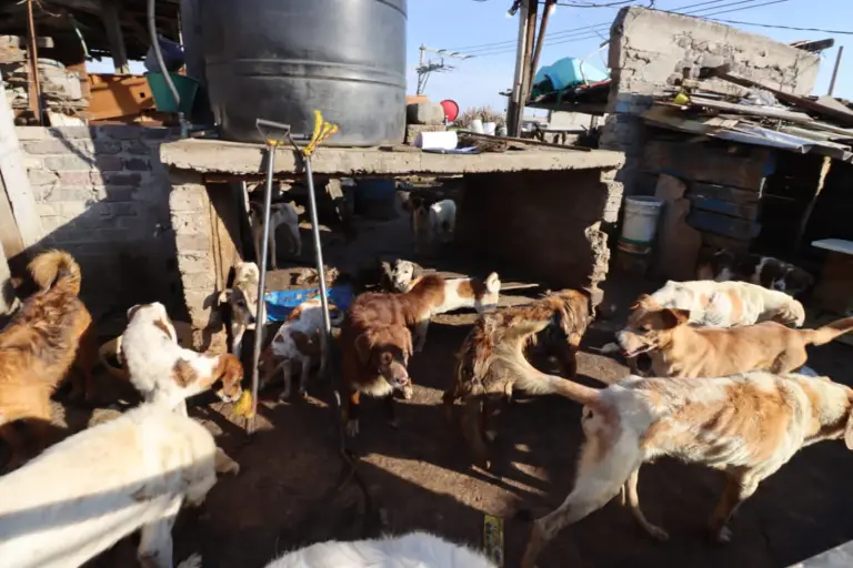 Rescatan a casi 100 perros de un domicilio en Neza; denuncian venta de carne para tacos