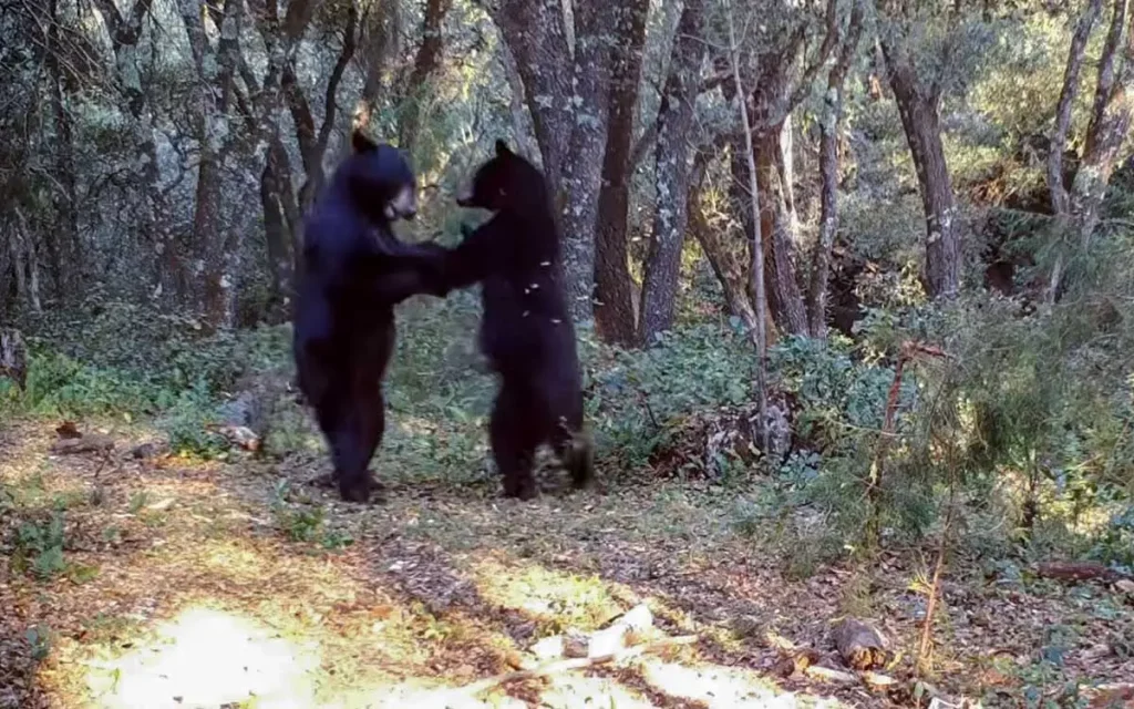 ¡Los descubrieron! Cámara oculta capta a dos osos 'bailando' Coahuila #VIDEO
