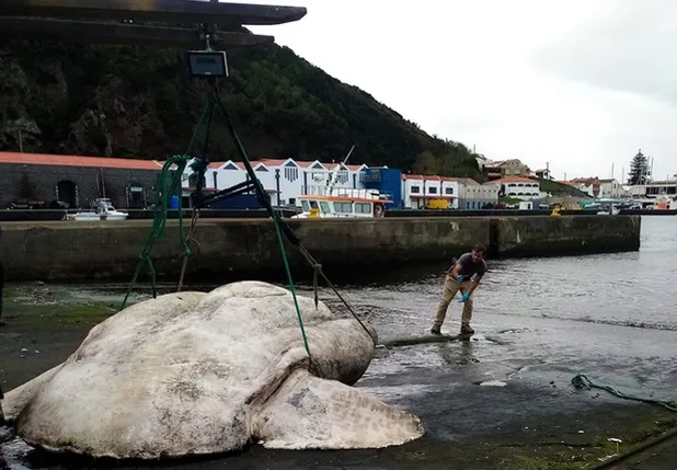 Encuentran en Portugal al pez luna más grande del mundo, de casi 3 toneladas