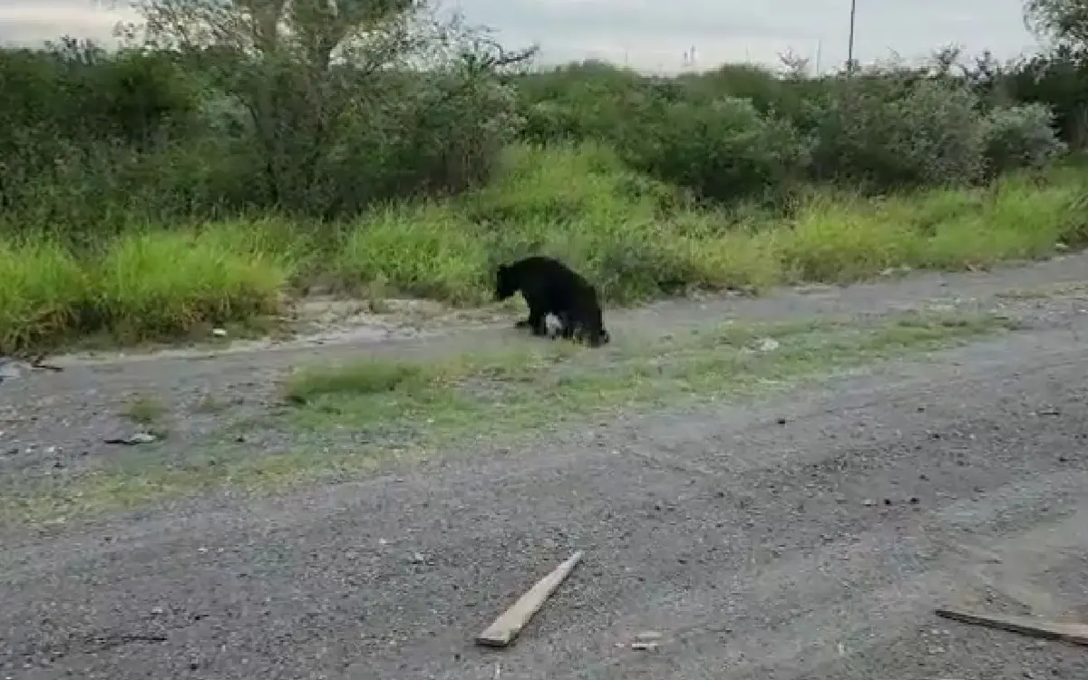 Auxilian a oso negro atropellado en carretera de Nuevo León #VIDEO