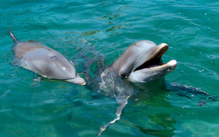 Diputados prohiben espectáculos con mamíferos marinos en México