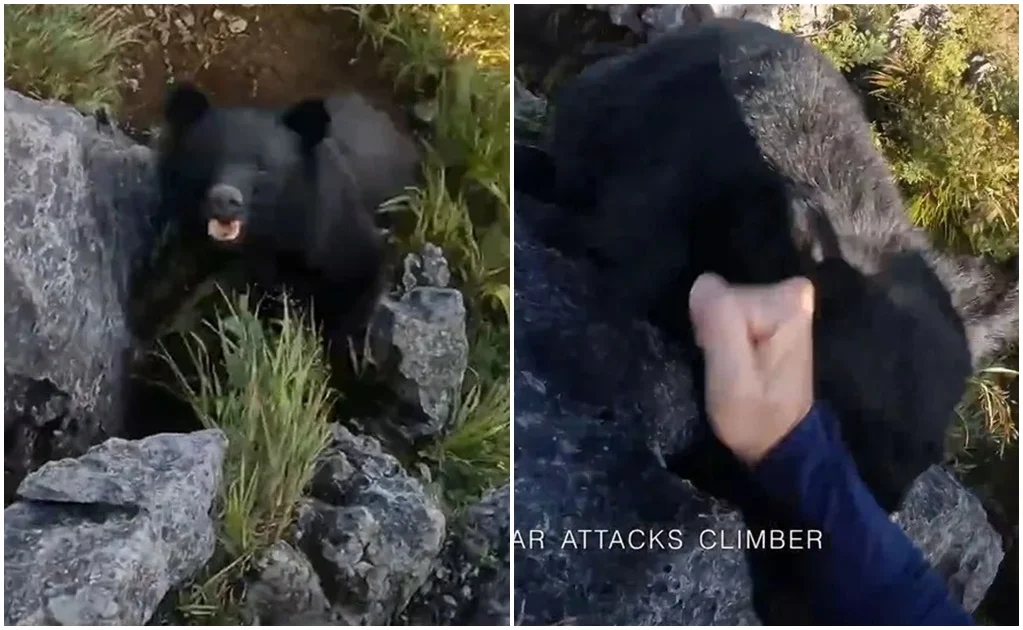 Escalador se defiende a golpes del ataque de un oso en Japón #VIDEO