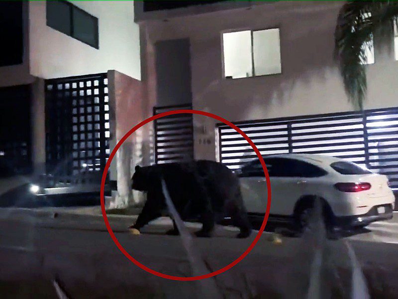 Captan a oso gigante deambulando en calles de Monterrey #VIDEO