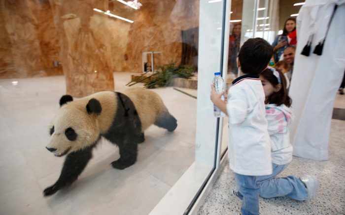 China regala dos pandas gigantes a Qatar como buenos deseos por la Copa Mundial #VIDEOS