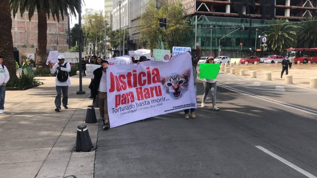 #JusticiaParaHaru: Estudiantes marchan por gatito torturado hasta la muerte en CCH Vallejo
