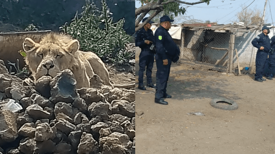 Hallan un león en casa de Chalco mientras buscaban a persona desaparecida