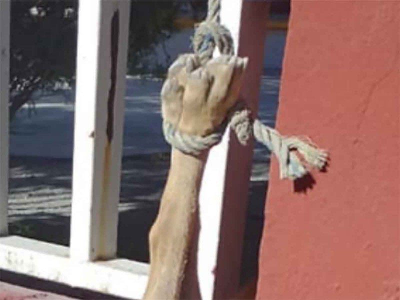 Veterinario pide ayuda tras cruel asesinato de perrito en NL