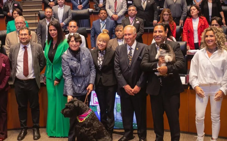 Senado llama a integrar una agenda legislativa contra el maltrato animal