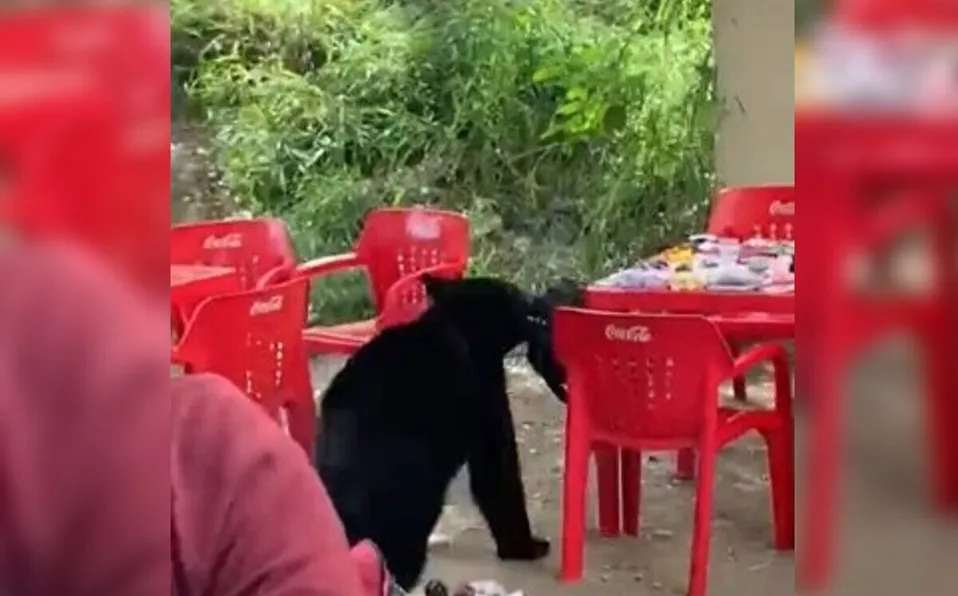 Oso roba mochila de estudiante de la Universidad Autónoma de Nuevo León #VIDEO
