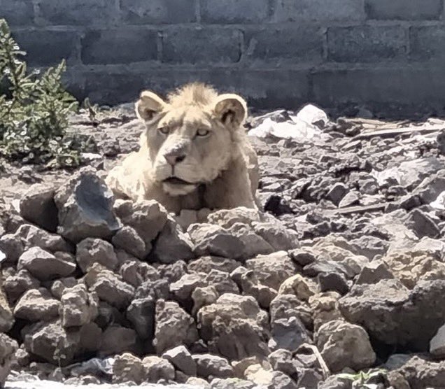 Trasladan a Hidalgo a león abandonado en predio en Chalco