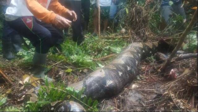 Hallan cuerpo de mujer en el estómago de una serpiente pitón