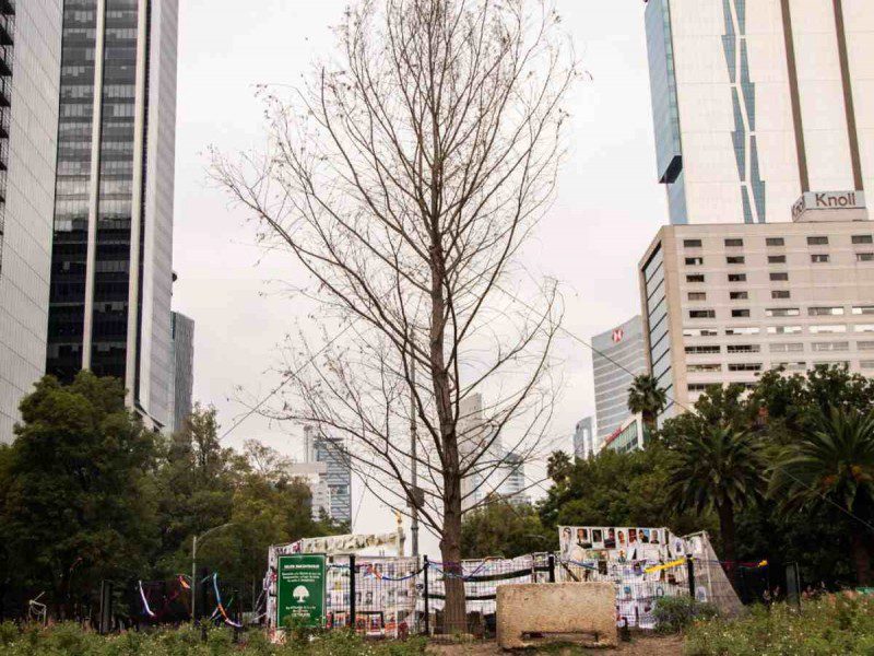 A pesar de infección por hongos, ahuehuete de Reforma ya echó raíces: Sedema