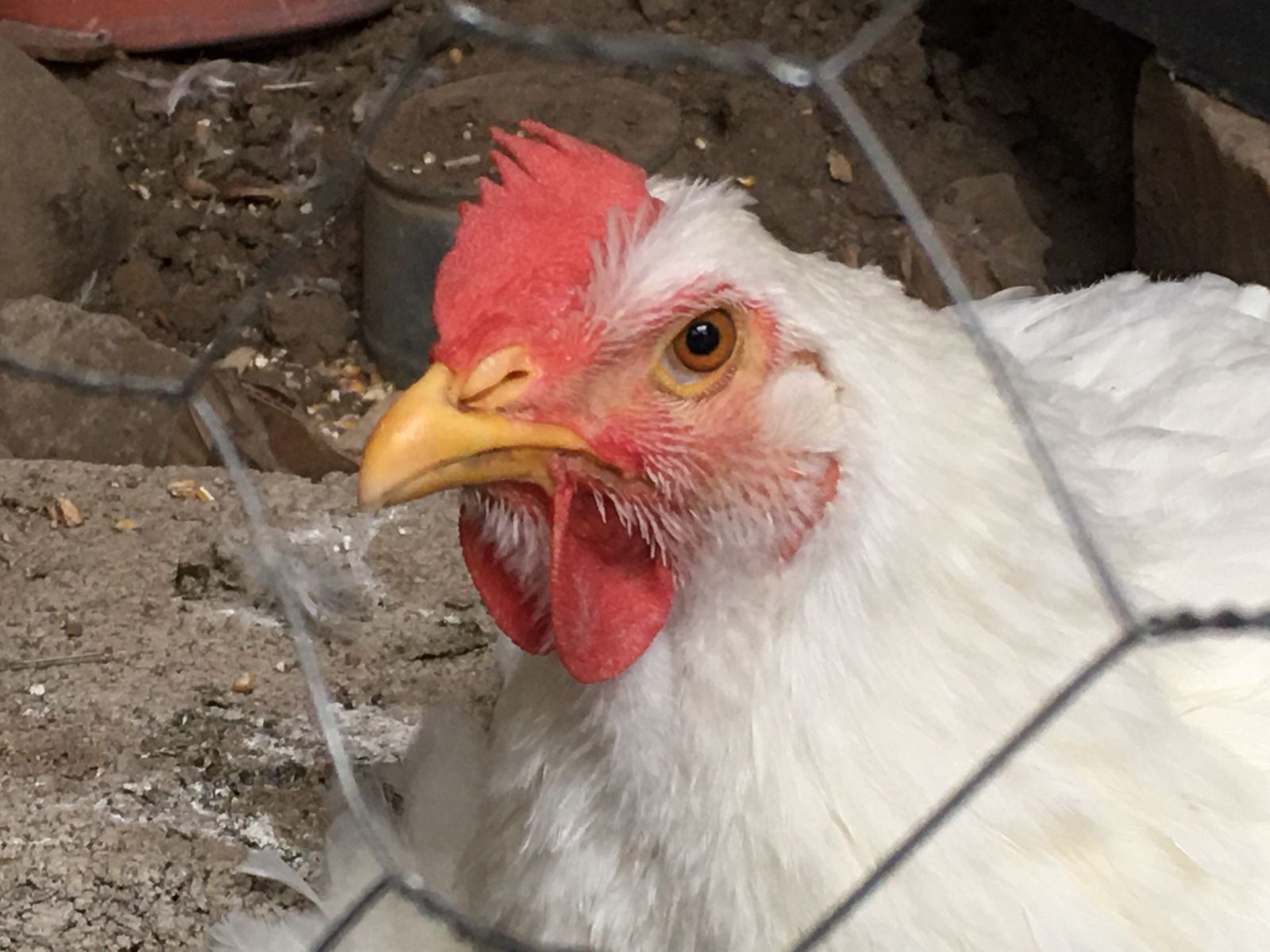 Sader alerta a dependencias e industria por la influenza aviar AH5N1