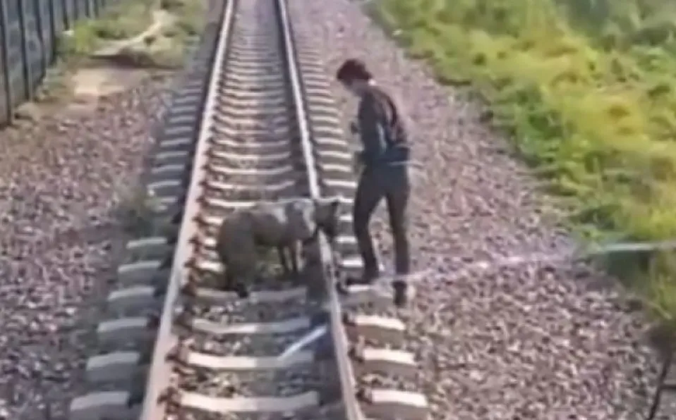 Maquinista detiene tren para rescatar a perro atado a las vías, en Argentina #VIDEO