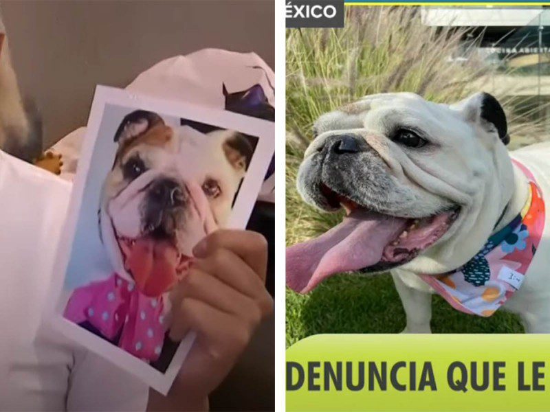 Denuncian muerte de perrita por maltrato animal en veterinaria de la Benito Juárez