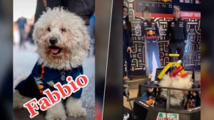 ¡Se logró! ‘Checo’ Pérez conoce a Fabbio, perrito fan amante de la F1 #VIDEOS