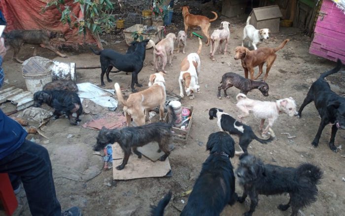 Más de 100 perritos maltratados y abandonados son rescatados de un predio en Tlalpan