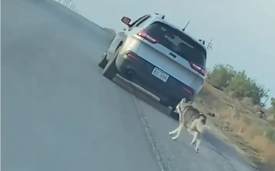 Detienen a hombre tras abandonar a perrito husky en carretera de Texas #VIDEO