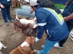 ¿Reconoces a alguno? Publican fotos de 100 perritos rescatados en Tlalpan