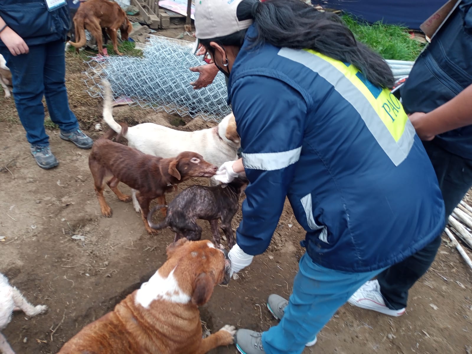 ¿Reconoces a alguno? Publican fotos de 100 perritos rescatados en Tlalpan