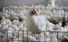 Detectan cepa de influenza aviar AH5N1 en una granja de Nuevo León
