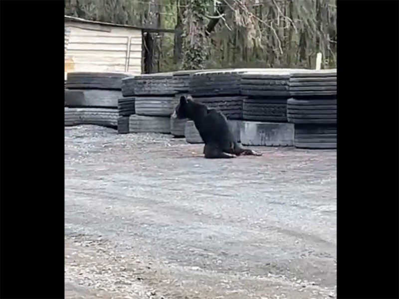 Balean a osezno de 7 meses en NL