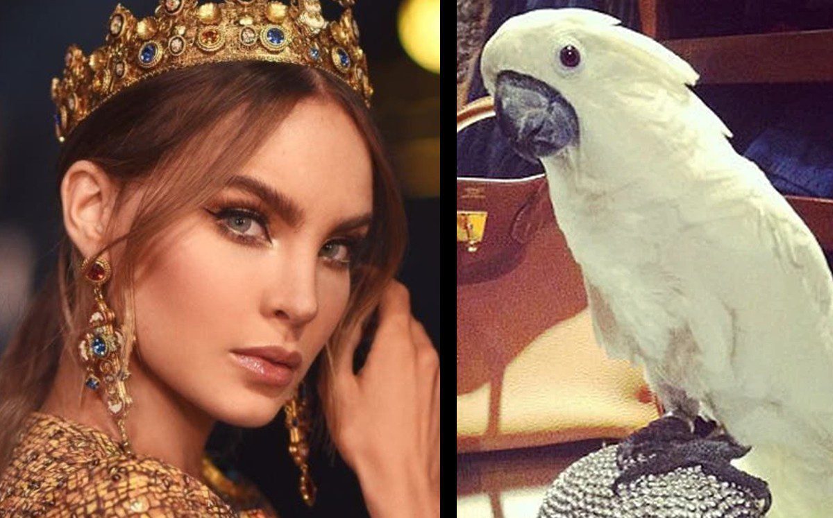 Belinda podría ir a la cárcel por posesión de animales exóticos