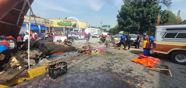 Caída de árbol de 18 metros en Naucalpan