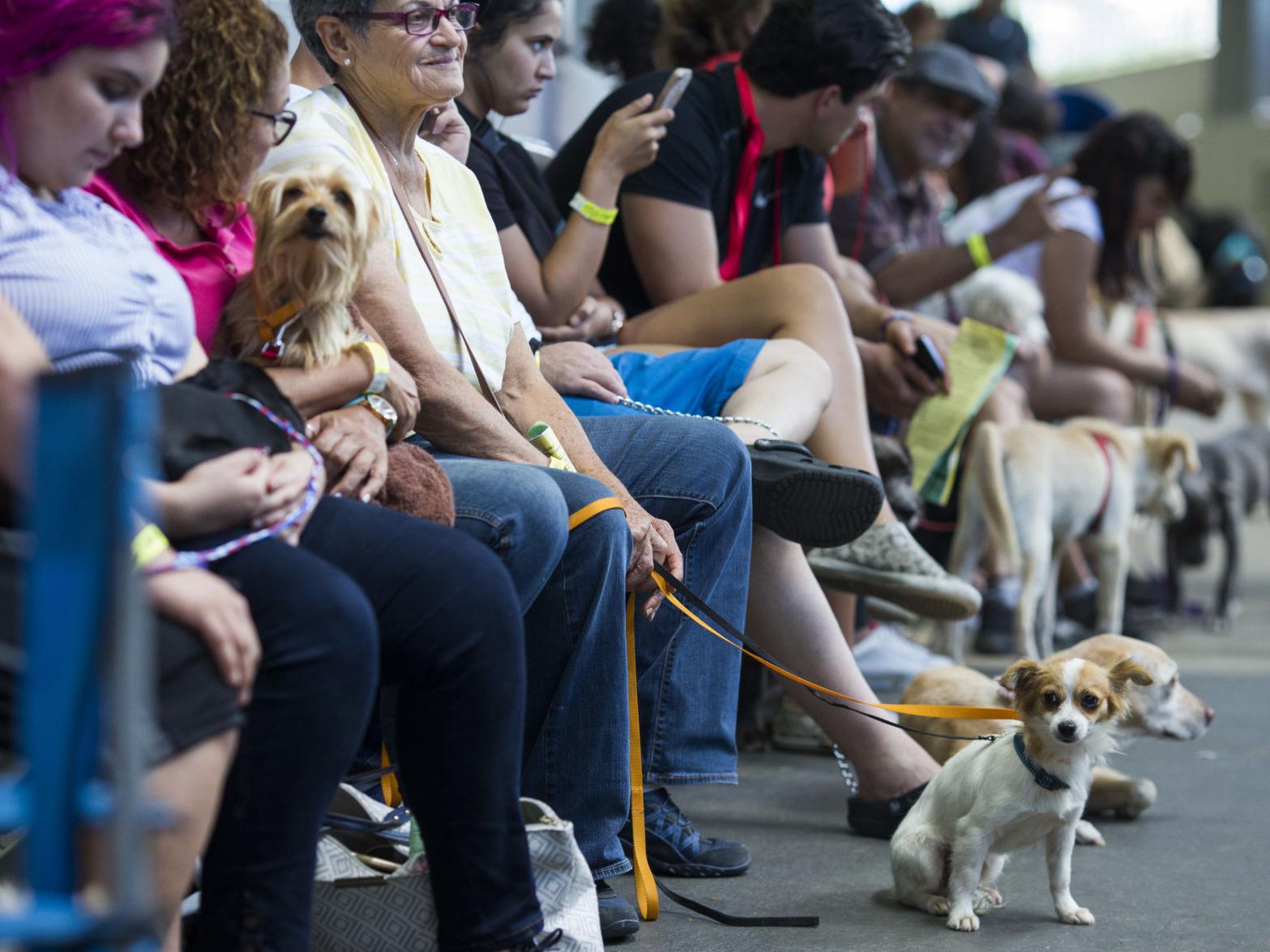 Jornada de esterilización este 4 de octubre en la UVM Coyoacán