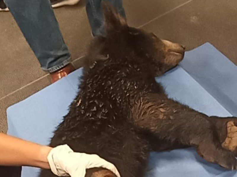 Osezno baleado en NL