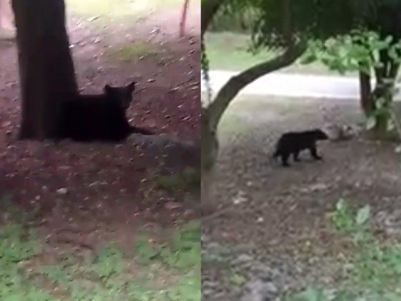 Oso se pasea por parque público en Nuevo León