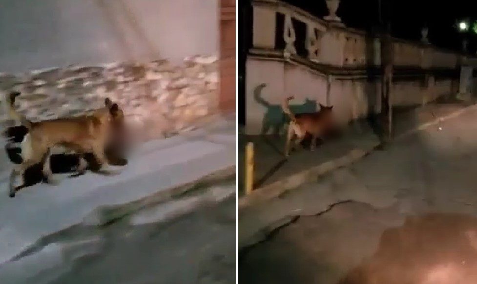 Perro camina por las calles de Zacatecas con una cabeza humana