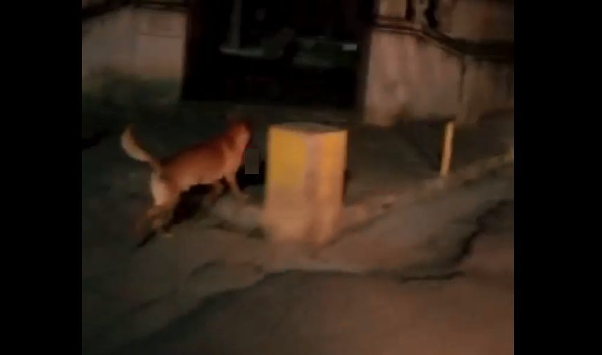Perro pasea cabeza humana en Zacatecas