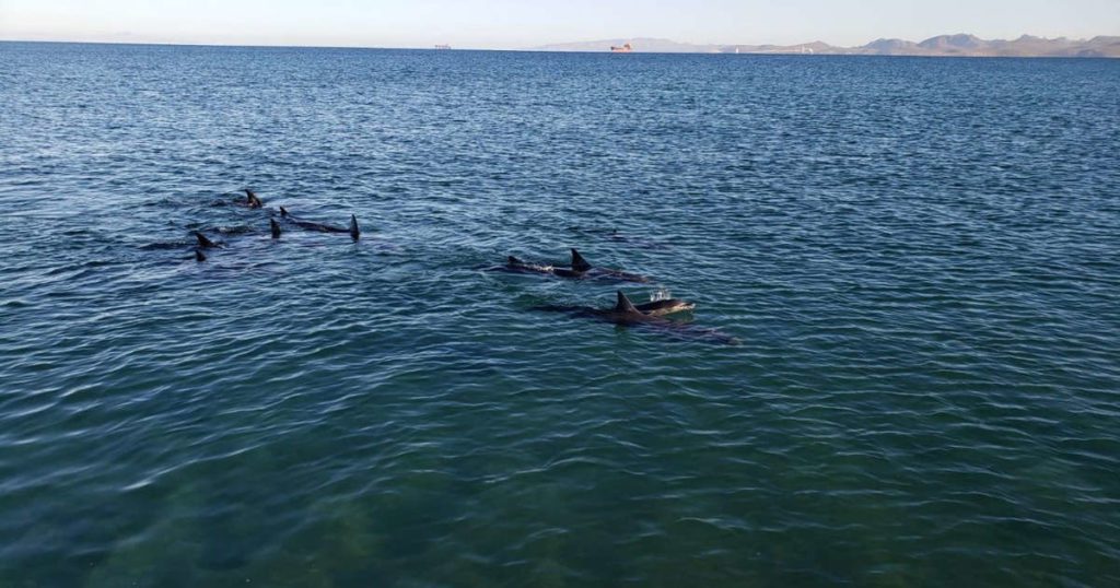 Profepa auxilia a grupo de 17 delfines con crías varados en La Paz, BCS