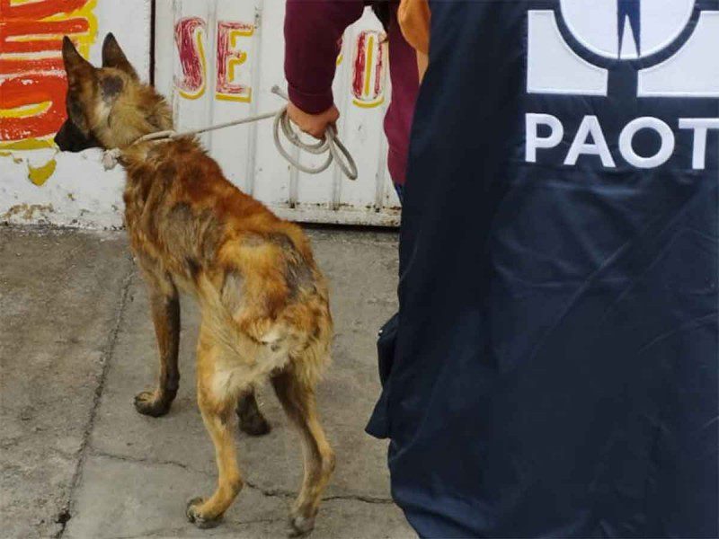 'Solovino', perrito enfermo rescatado en Tlalpan