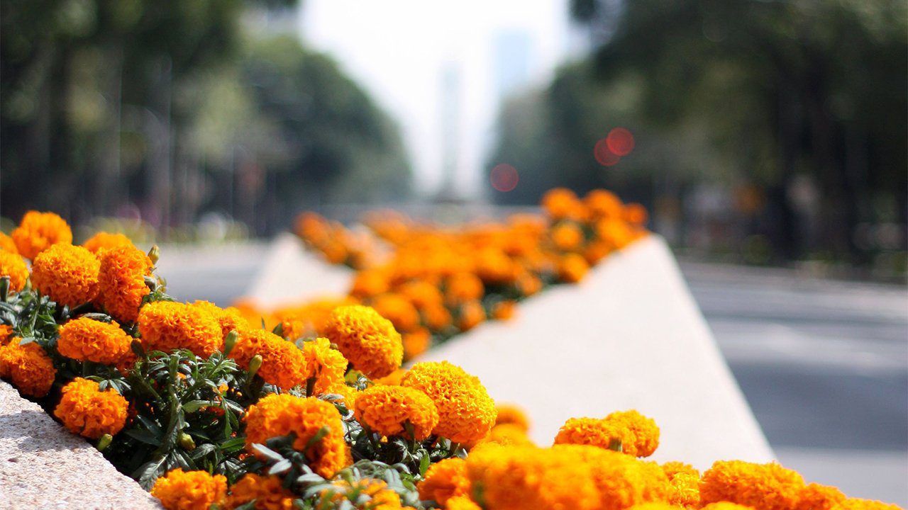 Venta de Cempasúchil en Xochimilco