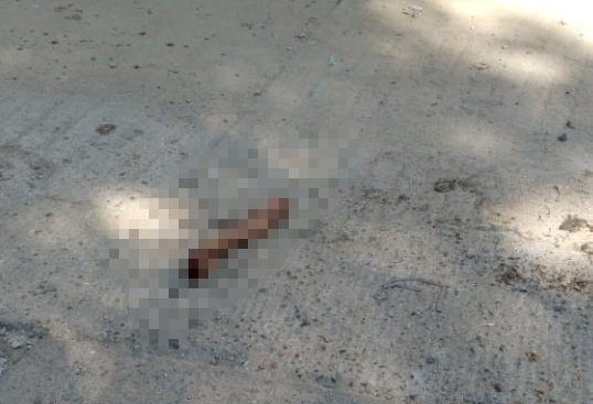 Hallan más parte de cuerpo tras reporte de perro con brazo humano en el hocico en Oaxaca