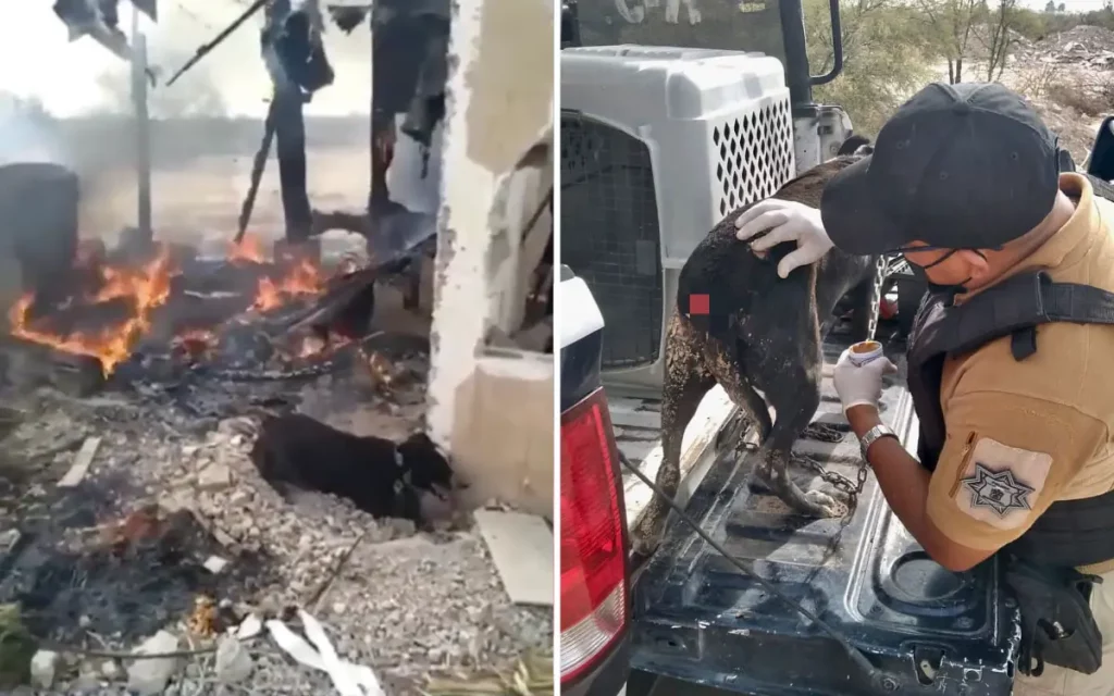 Policías héroes rescatan a perrito atrapado en un incendio en Torreón #VIDEO
