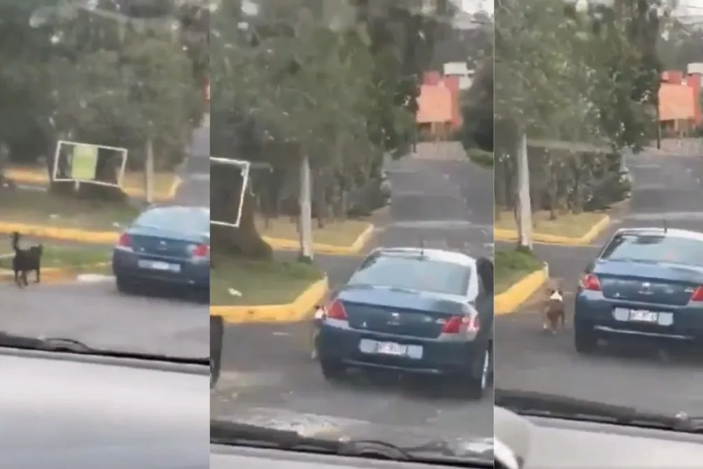 Conductor abandona a perritos en Naucalpan y Gobierno de Edomex responde #VIDEO