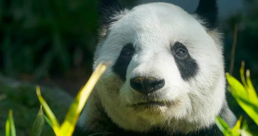 México podría quedarse sin pandas si no paga 1 millón de dólares a China
