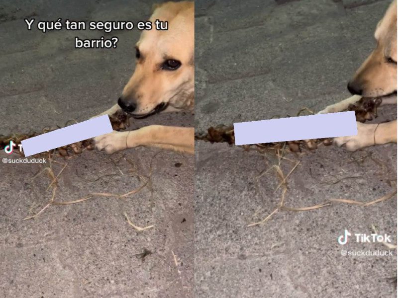 Captan a un perro masticando una supuesta columna vertebral en Ecatepec