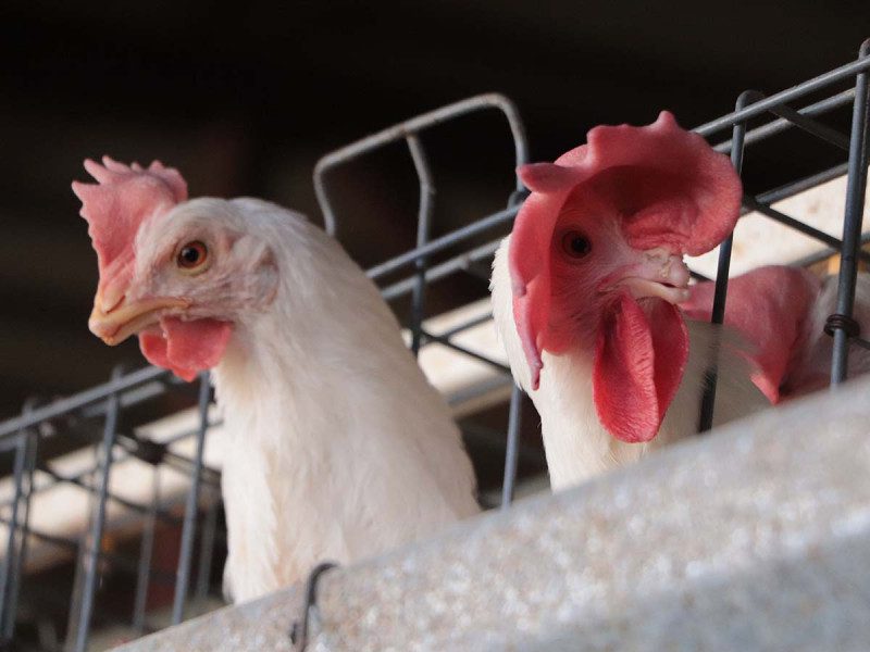 México suma 852 mil casos de influenza aviar; AMLO descarta peligro