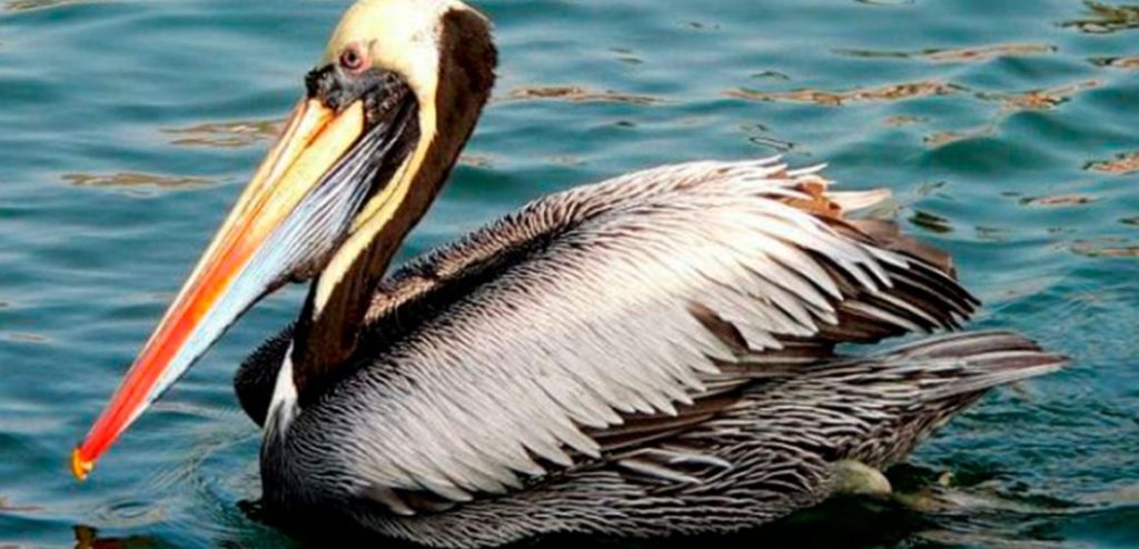 Perú reporta brote de gripe aviar con 200 pelícanos muertos