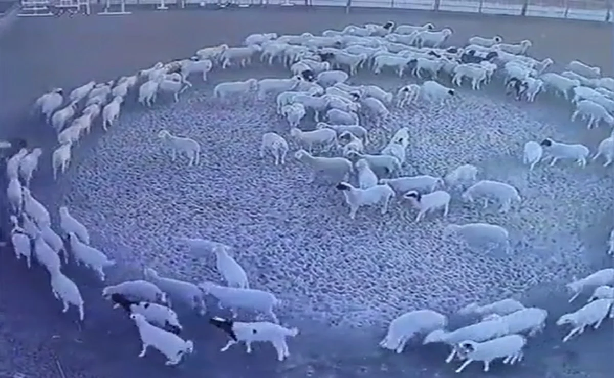 Cientos de ovejas llevan caminando en círculo por más de 12 días en China #VIDEO