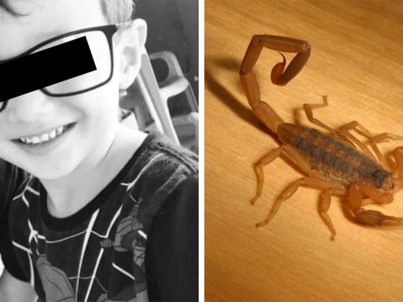 Niño muere tras ser picado por escorpión altamente venenoso; sufrió siete infartos